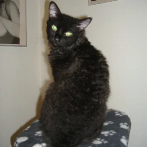 A black LaPerm cat with curly fur and glowing green eyes sits on a pet bed with paw prints