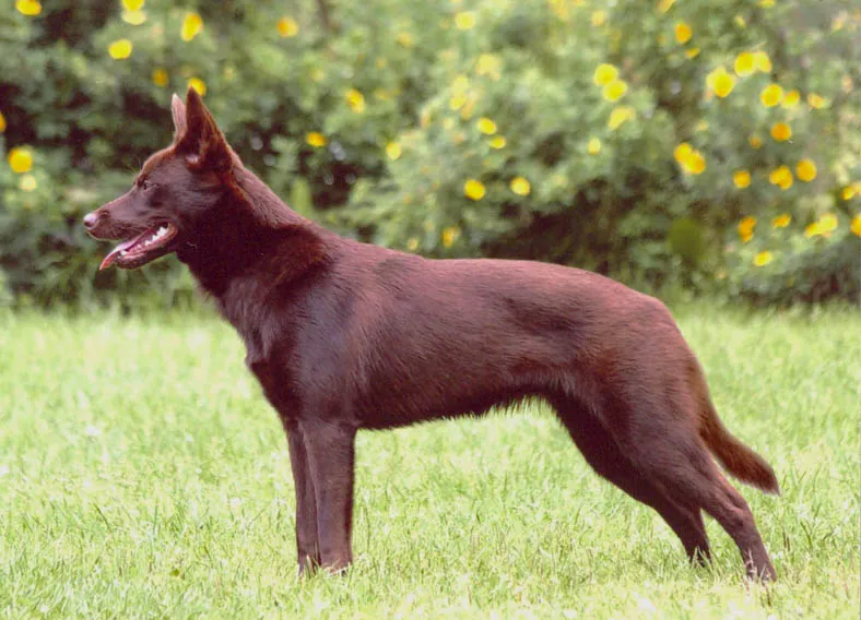 Australian Brown Australian Kelpie dog stands on green grass yellow flowers in the background