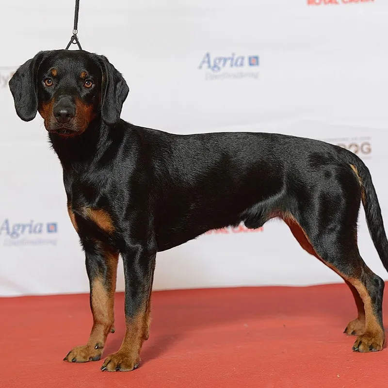 A black and tan Slovensky Kopov dog stands in profile on a red surface