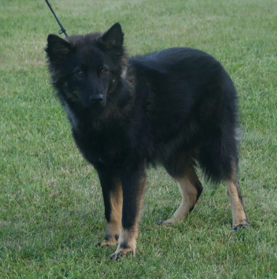 Black and tan Lapponian Herder with erect ears stands on green grass on a leash