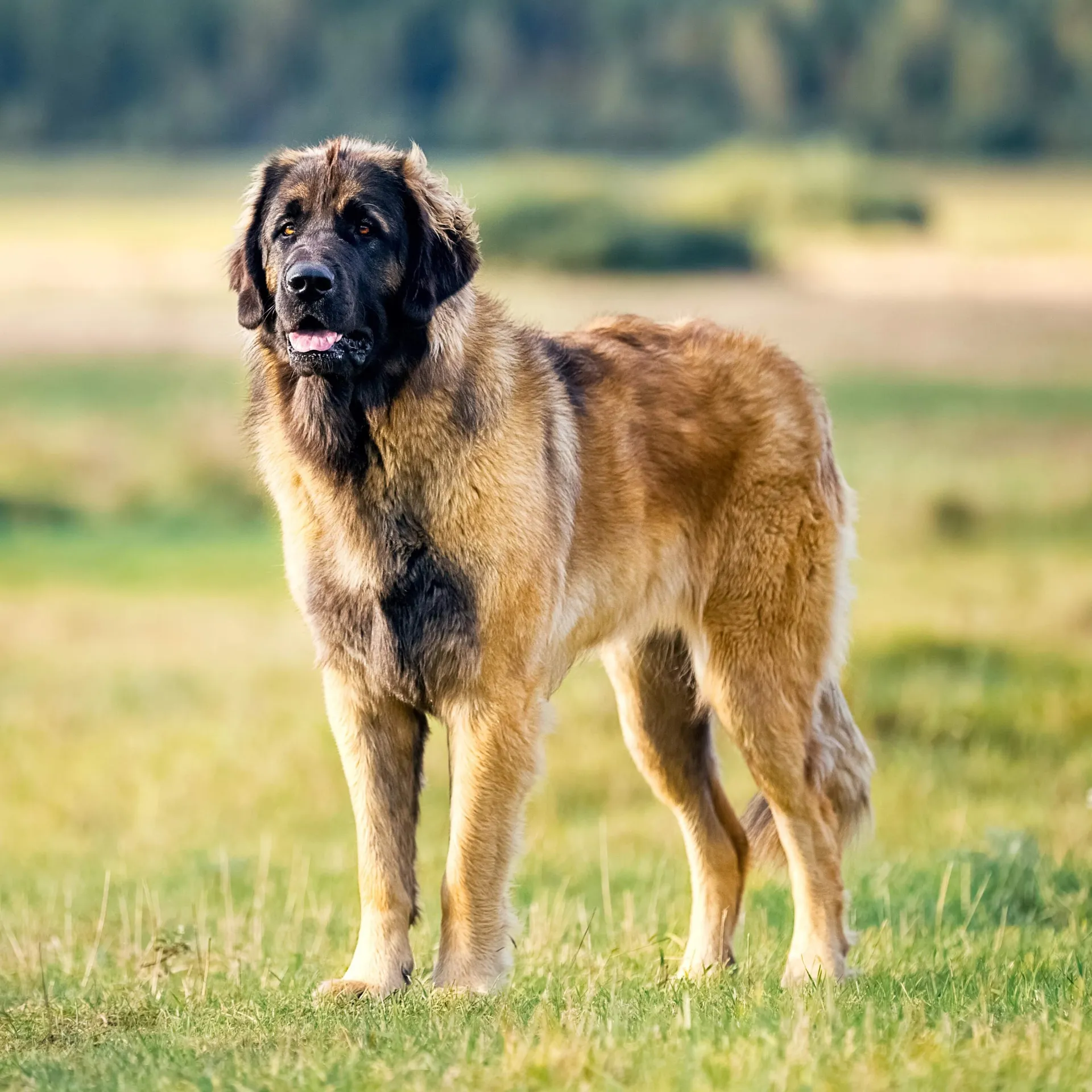 Large Leonberger dog with thick fur standing on grassy field in daylight