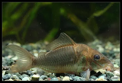 An emerald corydoras fish rests on a gravel bottom