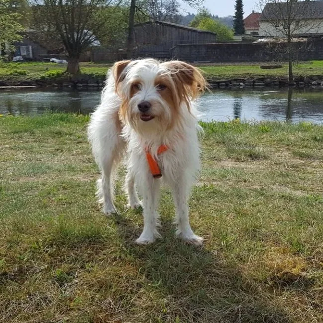 A fluffy medium sized Kromfohrlander dog with white and tan markings wears an orange harness