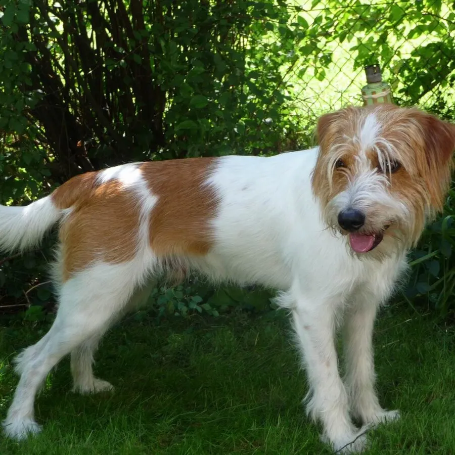 A medium sized Kromfohrlander dog with white and tan markings stands on green grass