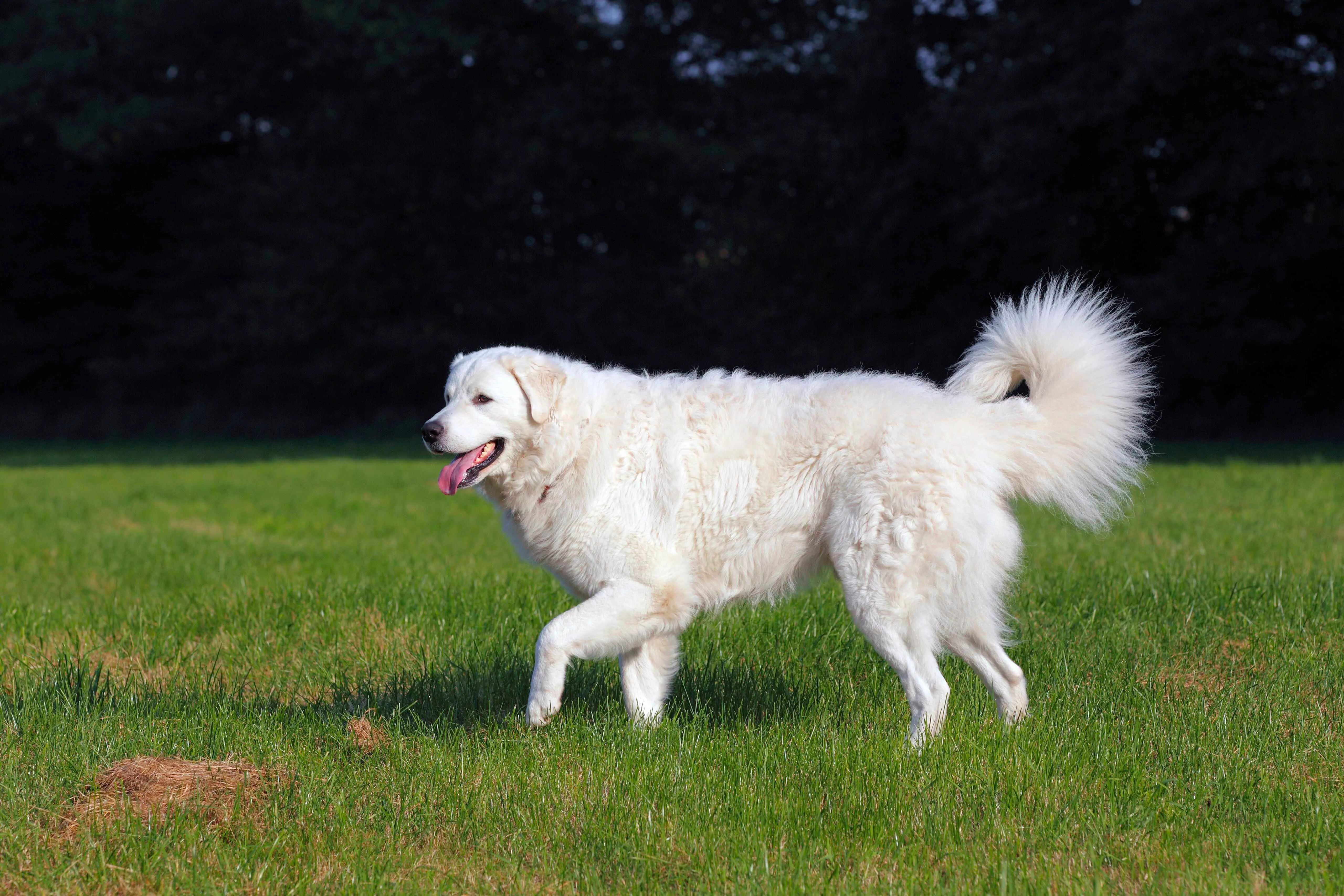 A large white fluffy dog walks on green grass with its tongue out against a dark background