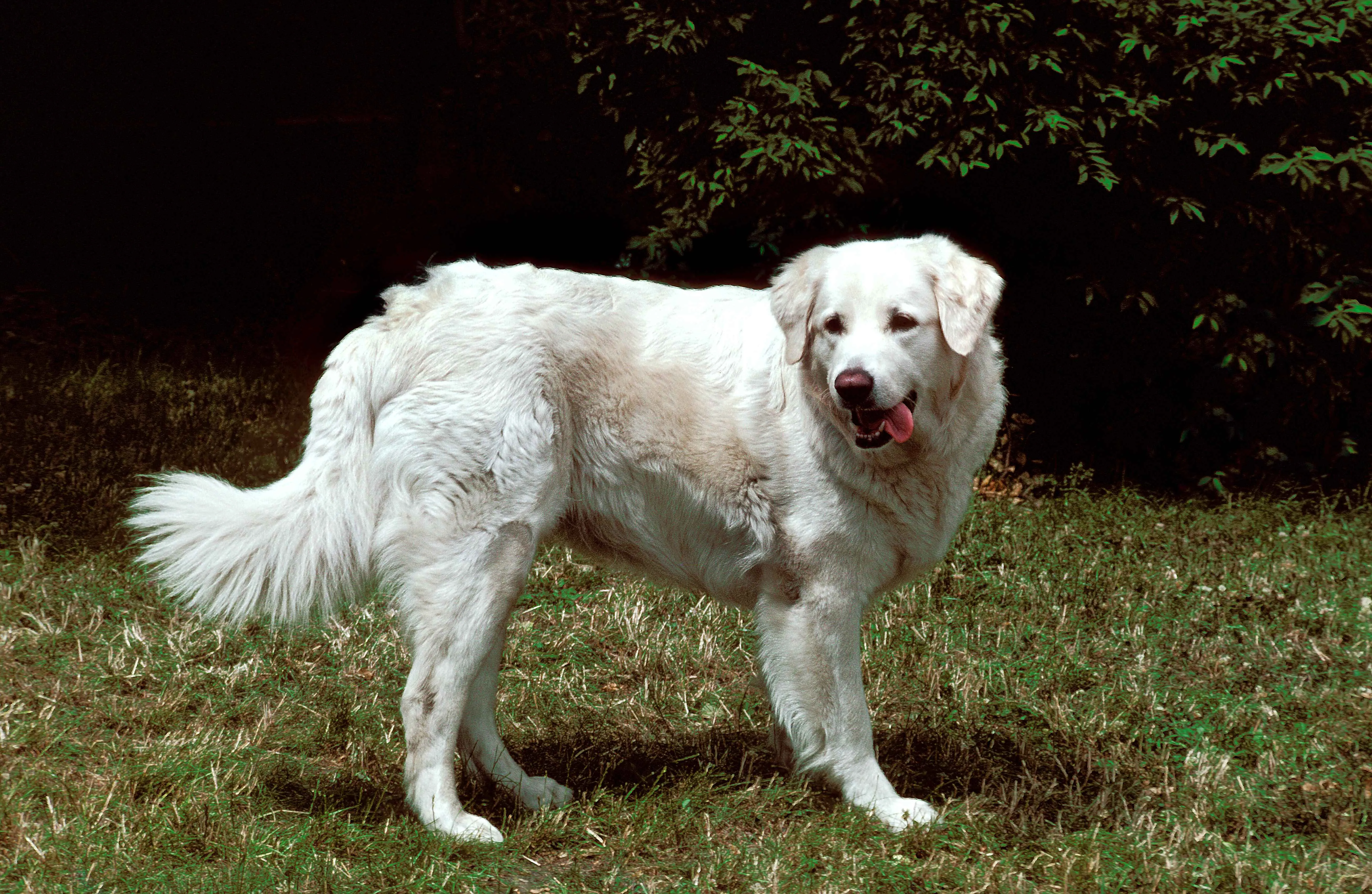 A large white dog with a slightly tan patch stands on green grass looking right with its tongue out