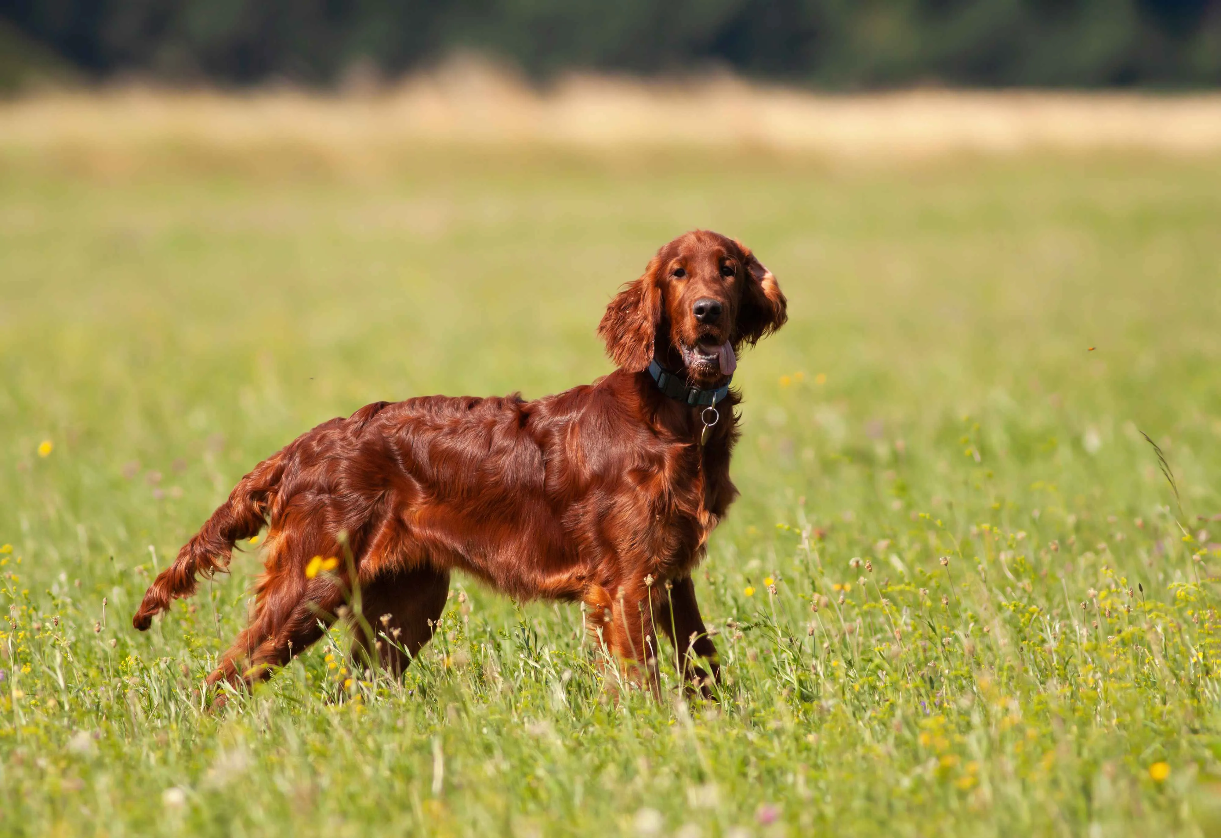 Reddish brown dog with a black collar standing in a sunny green field