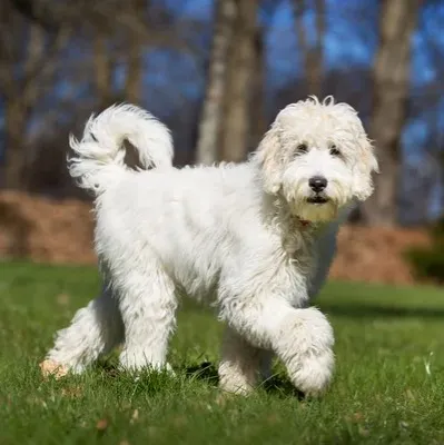 Fluffy white Labradoodle dog walks on green grass looking forward with trees behind
