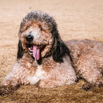 Fluffy brindle Labradoodle dog lies on dry grass looking up with its pink tongue hanging out