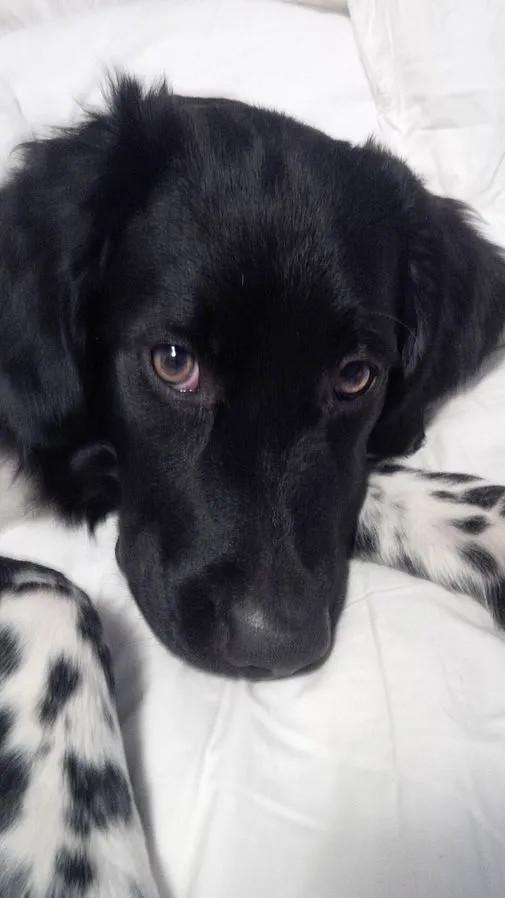 Close up of a black and white Stabyhoun puppy lying on a white surface looking directly at camera