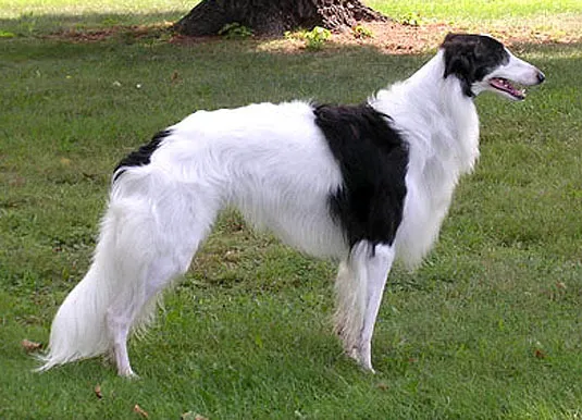 Black and white long haired Borzoi stands in profile on green grass near a tree