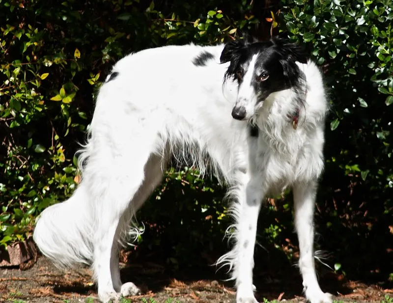 White Borzoi with black markings stands looking right among dark green foliage
