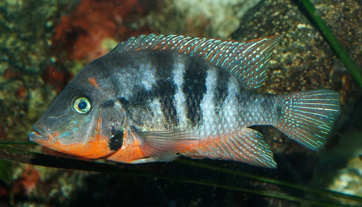 A colorful Firemouth Cichlid with black stripes and an orange red throat swims