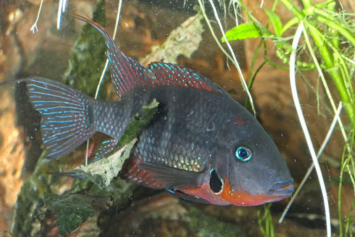 A Firemouth Cichlid with blue eye and red fins swims among green plants