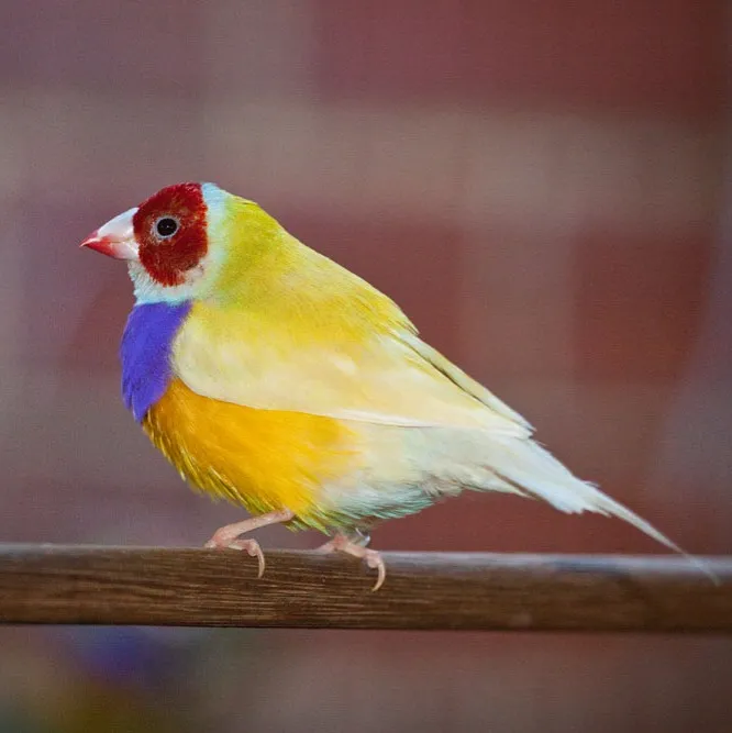 A yellow Gouldian finch with a red face and purple chest perches on a wooden dowel