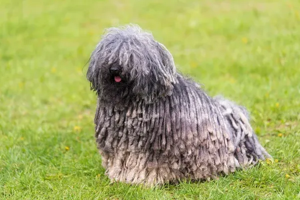 Gray corded Puli dog with tongue sticking out sits on green grass