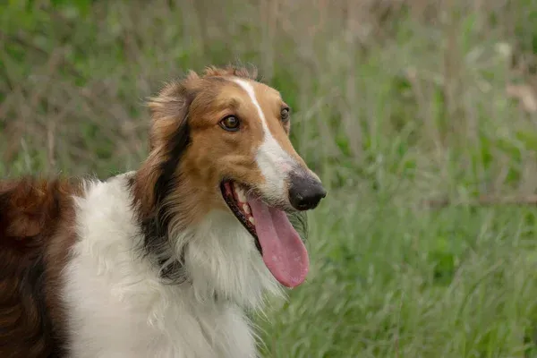 Borzoi White and Brown
