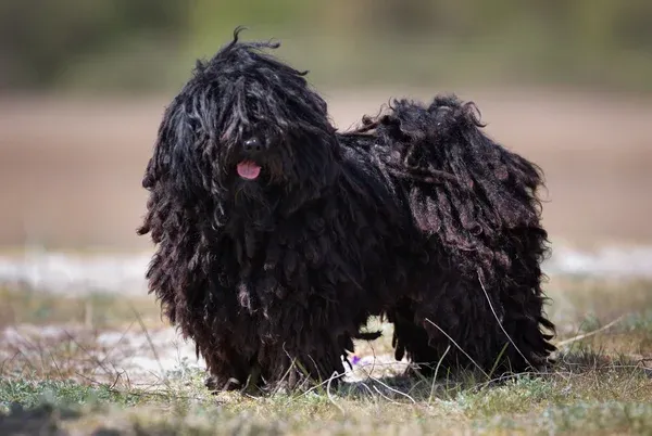 Black Puli dog with distinctive long corded fur standing outdoors with tongue visible