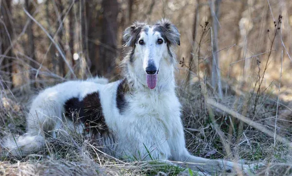 Borzoi White and Black