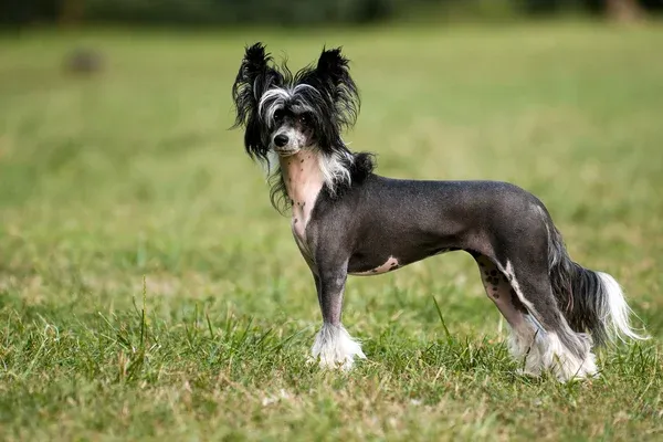 Hairless Chinese Crested