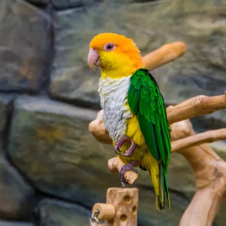 An orange headed white bellied caique with green wings perches on a branch with a stone background