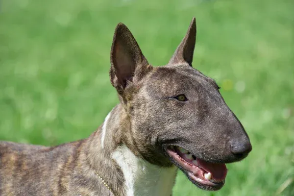 Close up of a brindle Bull Terrier dog head with green background