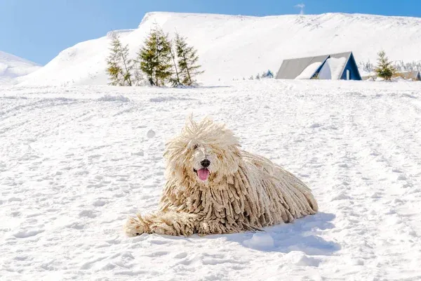 White corded Puli dog lies on snow with mountains and a building in the background