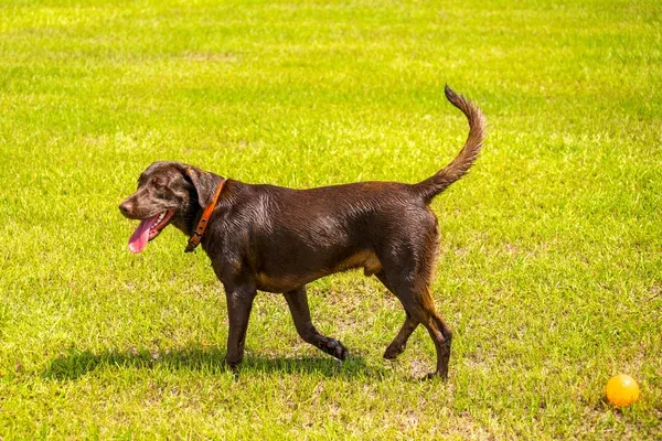 Chocolate Labrador Retriever