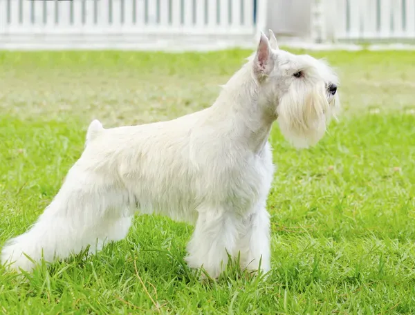 White Miniature Schnauzer standing on green grass in profile view
