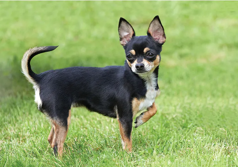 Smooth-Coated Chihuahua