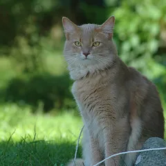 Blue Somali cat
