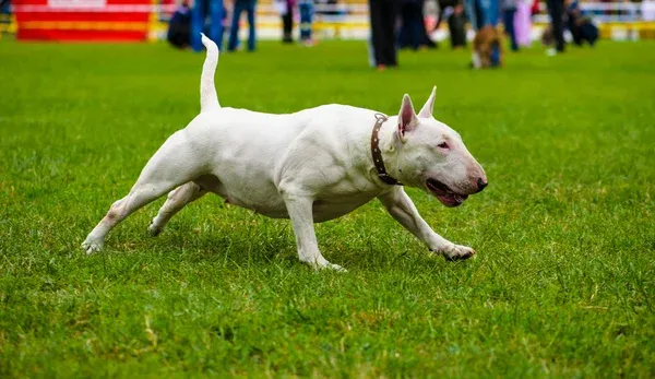 White Bull Terrier dog runs on green grass with blurred background