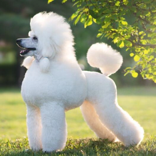 Standard Poodle