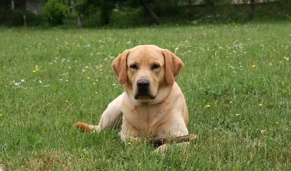 Yellow Labrador Retriever