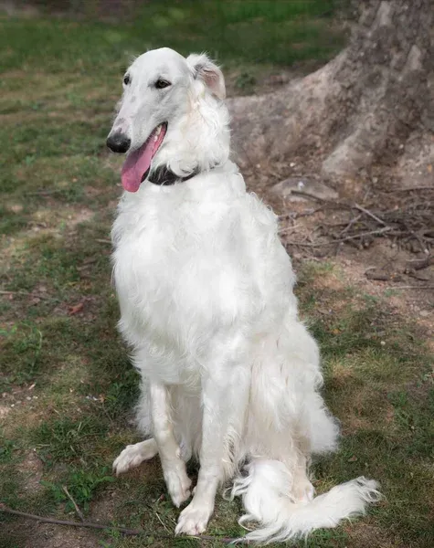 Borzoi White