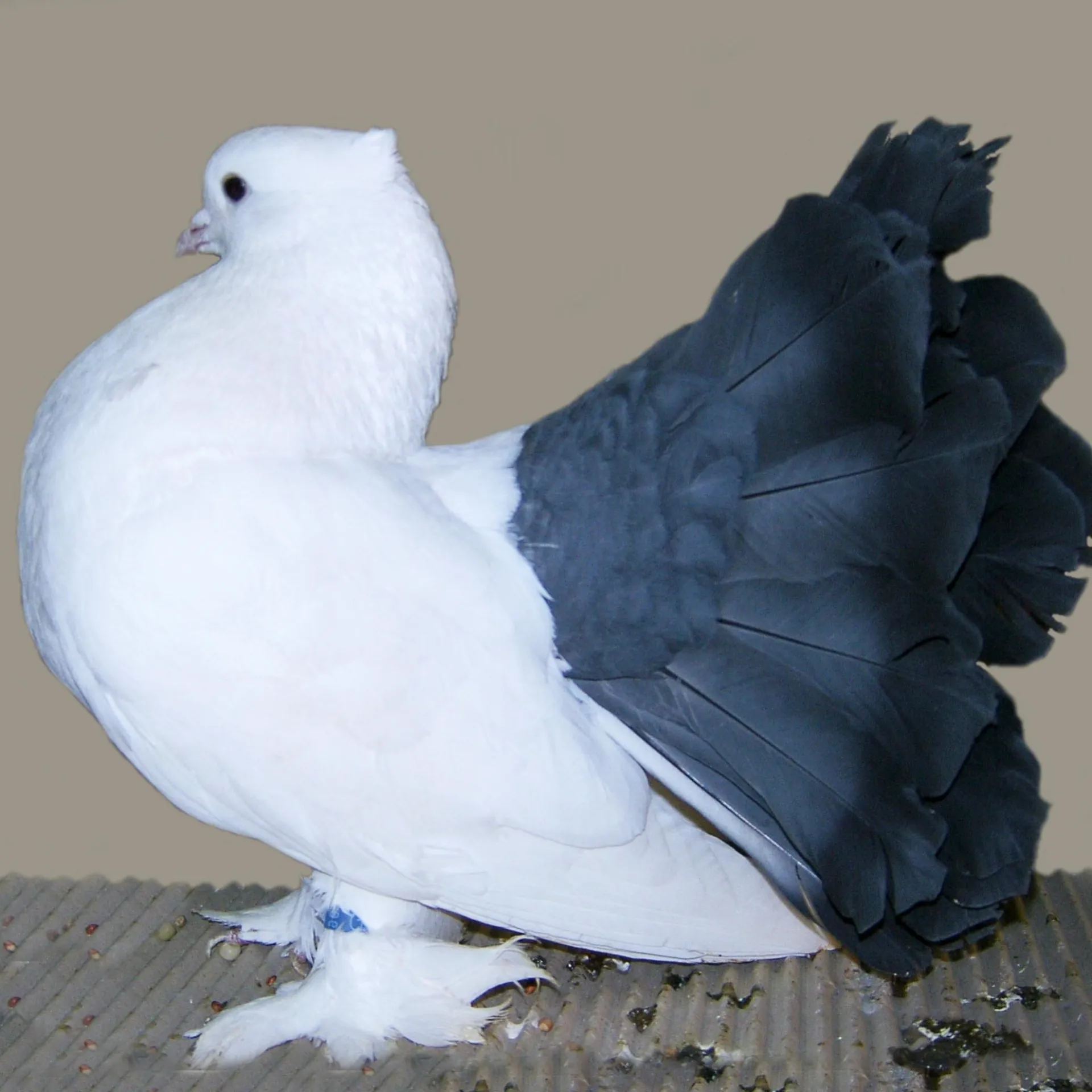 Fantail Pigeon