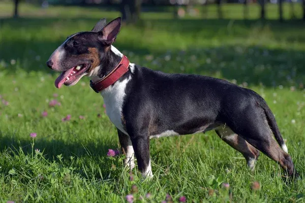 Black and white Bull Terrier dog stands on green grass with tongue out