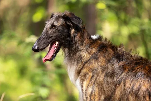 Borzoi Brindle