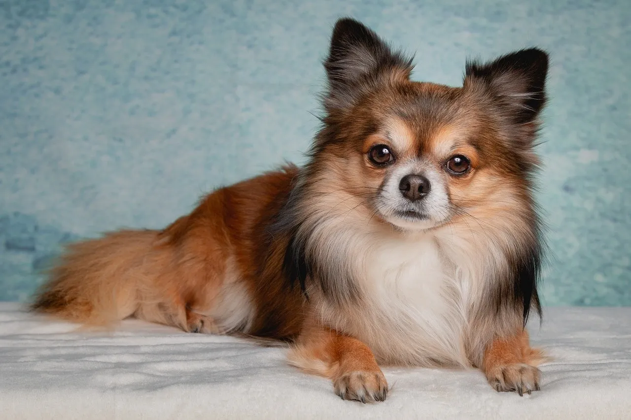 Long-Haired Chihuahua