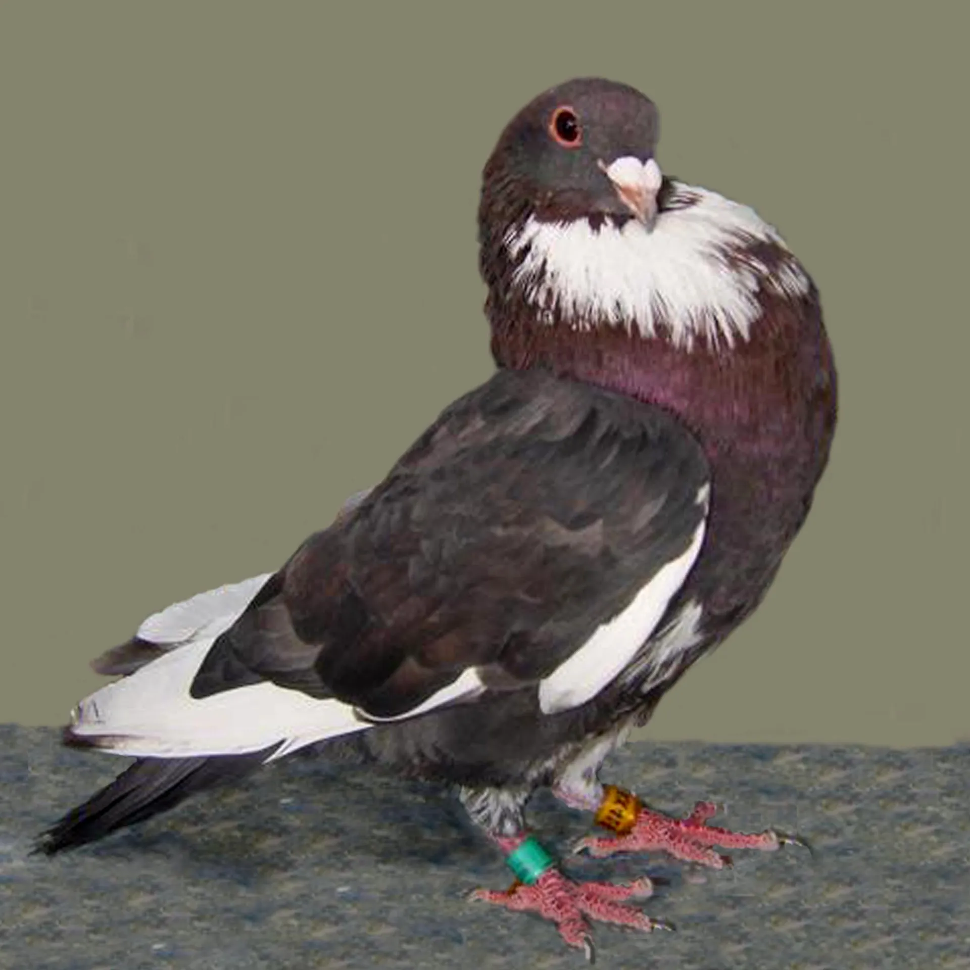Pouter Pigeon