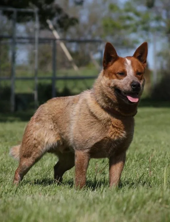 Red Australian Cattle Dog