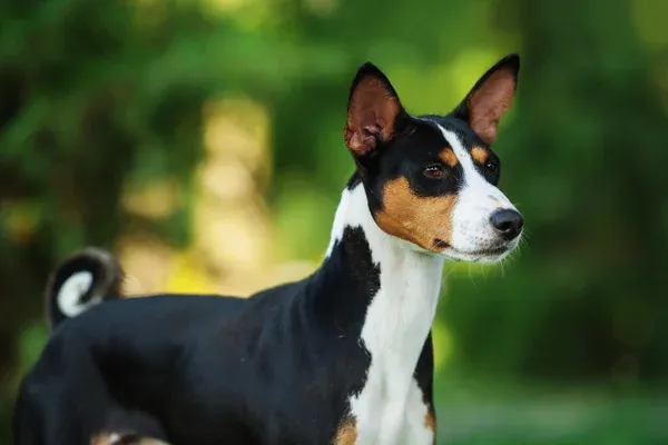 Tricolor Basenji