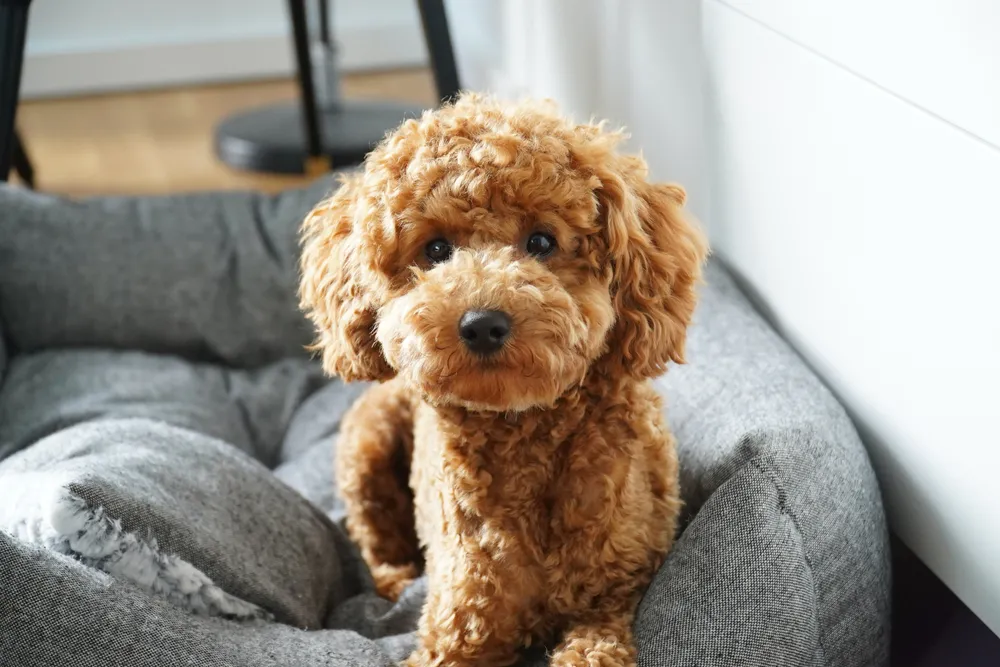 Miniature Poodle