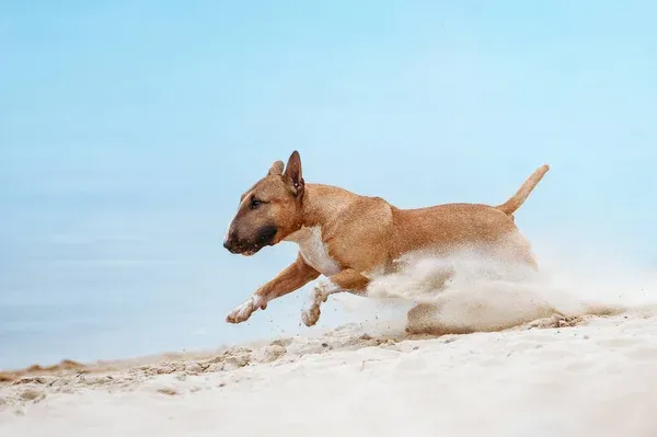 Bull Terrier dog runs on sandy beach against a light blue sky
