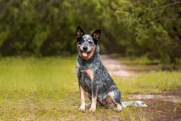 Blue merle Australian Cattle Dog sits happily in grassy area tongue out