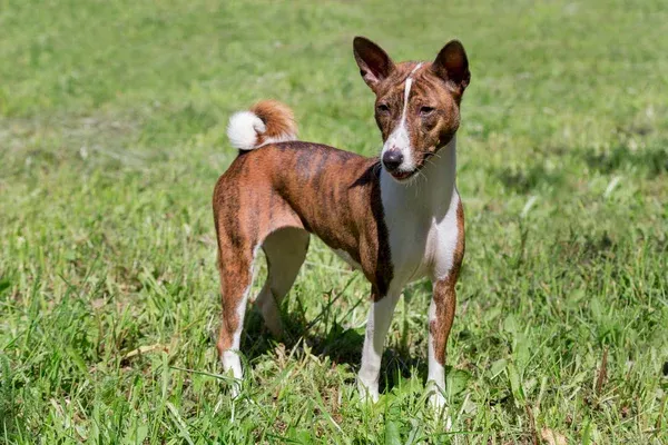 Brindle Basenji