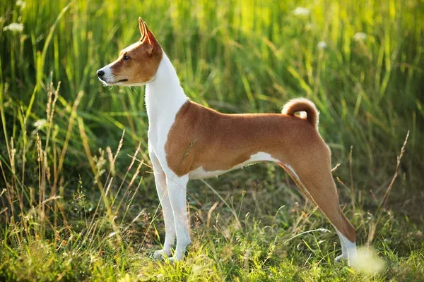 Red Basenji