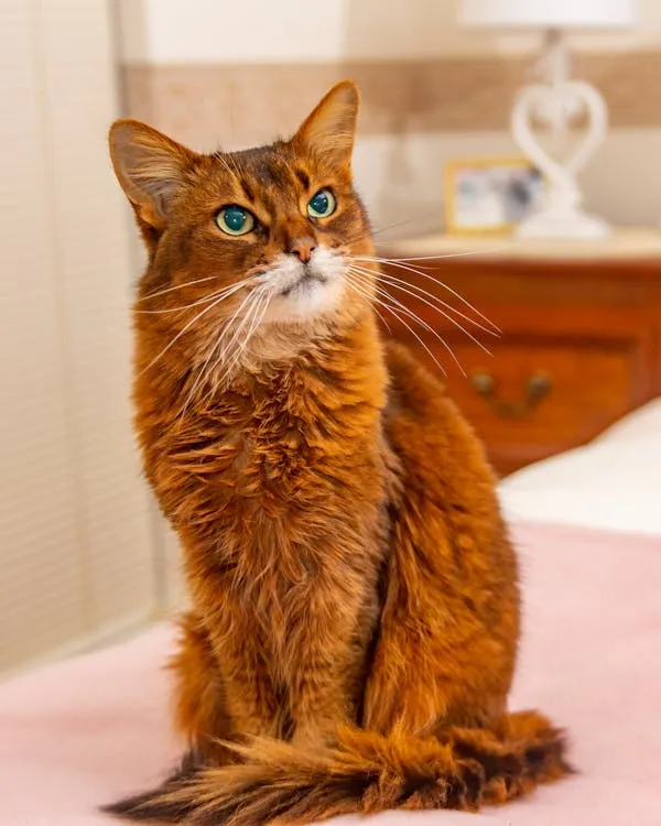 Ruddy Somali cat