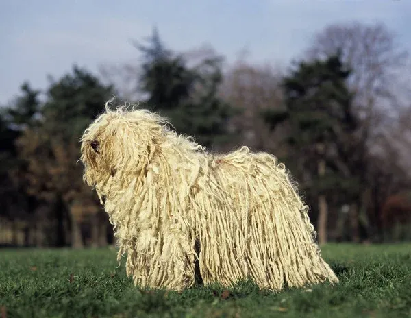 White corded Puli dog stands on green grass in front of blurred trees