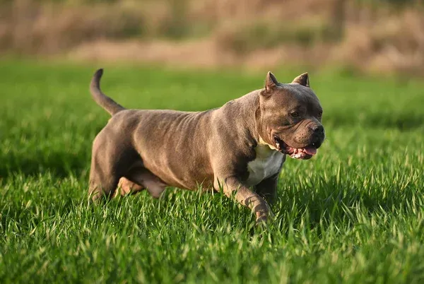 American Bully Dog